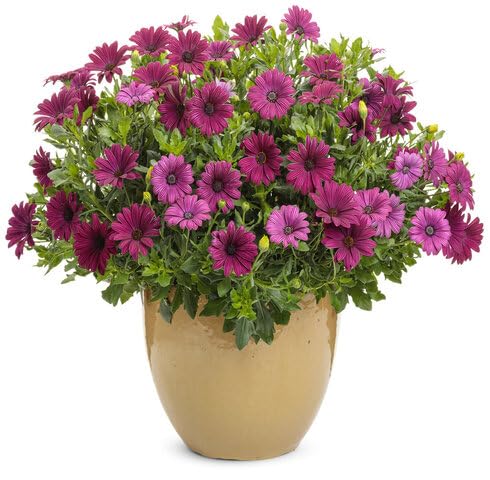 Red Osteospermum Flower Seeds – Heirloom Non-GMO High Germination