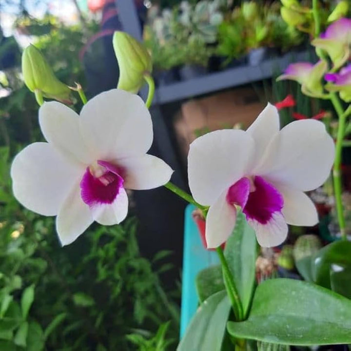 Dendrobium Orchid Flower Seeds for Planting