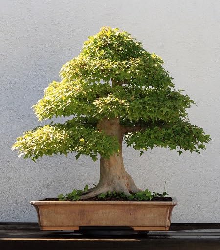 green bonsai flower seeds