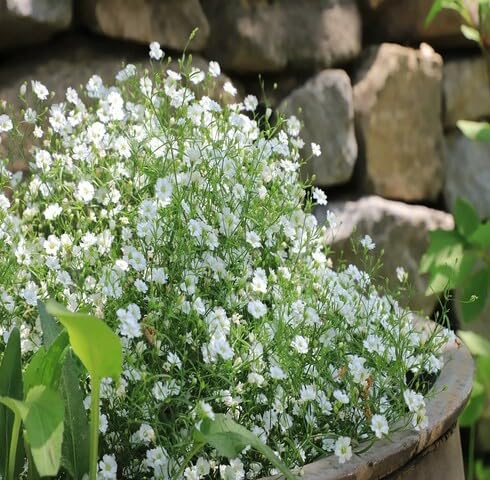 White Gypsophilia Flower Seeds for Planting Heirloom Non-GMO High Germination Organic Garden Seeds