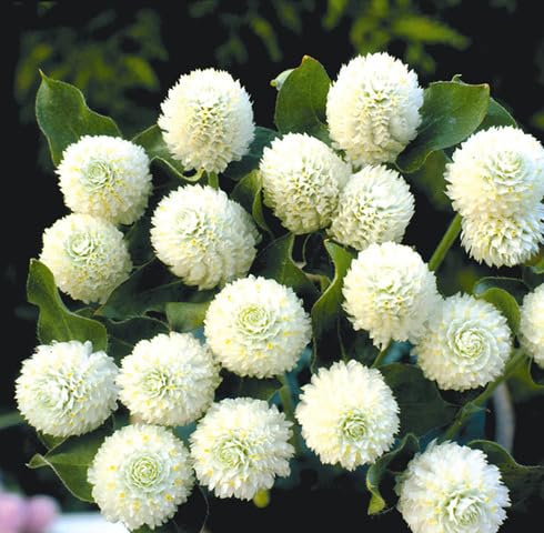 White Gomphrena Flower Seeds for Planting Heirloom Non-GMO High Germination Organic Garden Seeds
