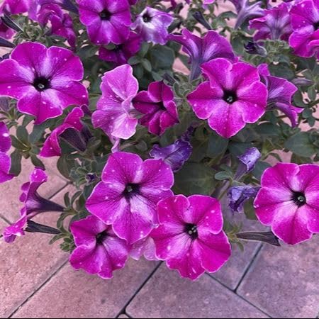 Semillas de Petunia Rosa – Antiguas, No Transgénicas, Semillas de Jardín Orgánicas de Alta Germinación para Sembrar