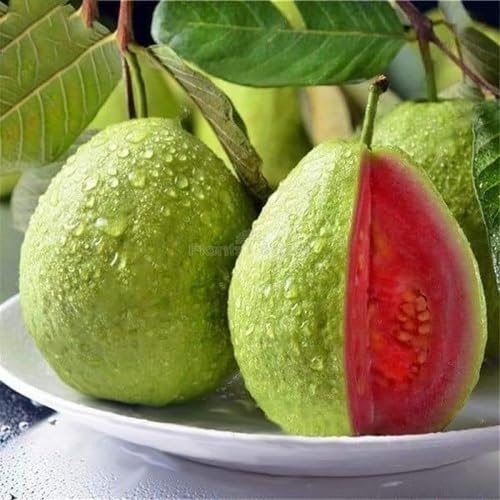 Red Guava Seeds – Heirloom, Non-GMO, High Germination Organic Garden Seeds