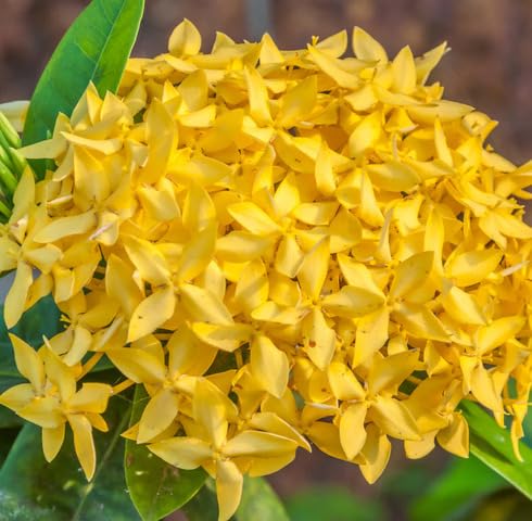 Yellow Ixora Flower Seeds – Heirloom Non-GMO High Germination Organic Garden Seeds