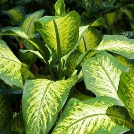 green caladium flower seeds