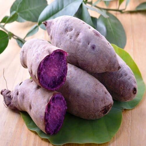 Sweet Potato Seeds – Heirloom, Non-GMO, High Germination Organic Garden Seeds Planting