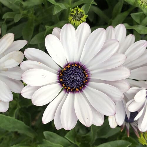White Osteospermum Flower Seeds Heirloom Non-GMO High Germination Organic Garden Seeds