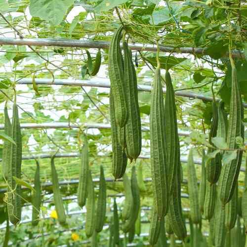 Semillas de Luffa Verde – Cimientes, No-GMO, Alta Germinación Semillas de Jardín Orgánicas para Siembra
