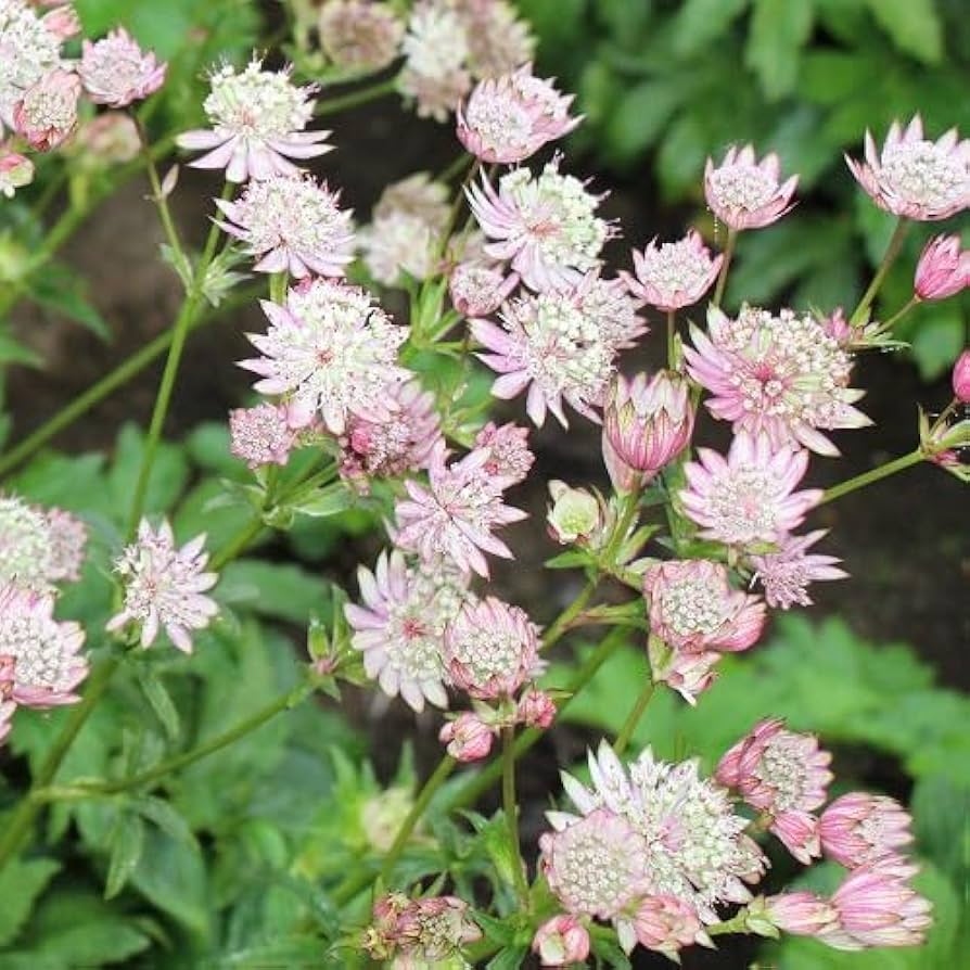 astrantia star flower seeds
