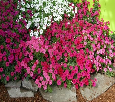 Petunia Flower Seeds Heirloom Non-GMO High Germination Organic Garden Seeds for Planting