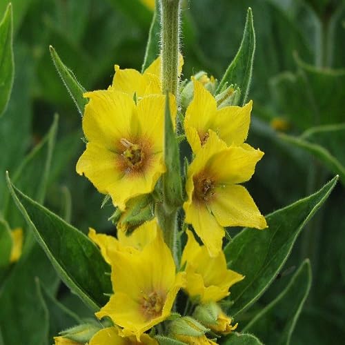 Yellow Lysimachia Flower Seeds – Heirloom, Non-GMO, High Germination Organic Seeds