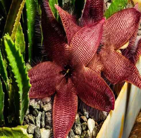 red stapelia flower seeds