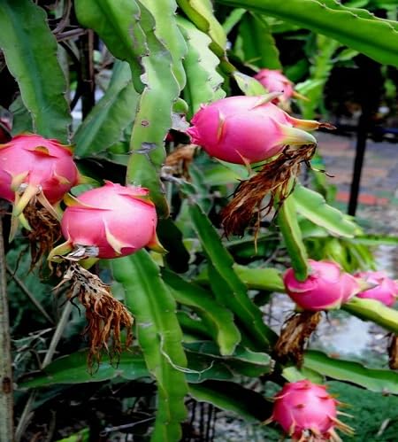 Pitaya Seeds Pink – Heirloom, Non-GMO, High Germination Organic Garden Seeds