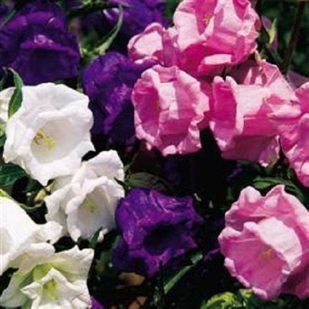 campanula bellflower flower seeds