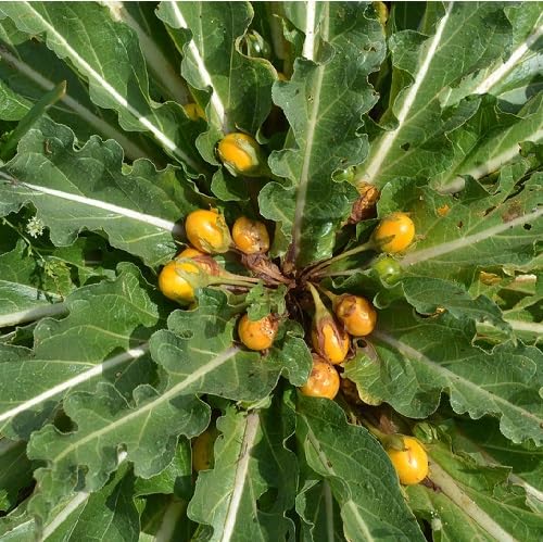 Yellow Mandrake Seeds – Heirloom, Non-GMO, High Germination Organic Garden Seeds