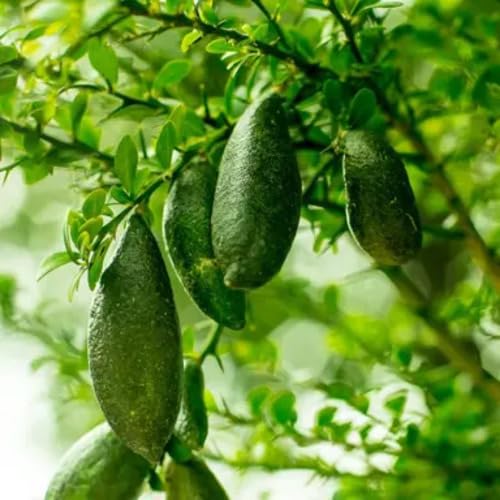 Green Finger Lime Seeds – Heirloom, Non-GMO, High Germination Organic Garden Seeds