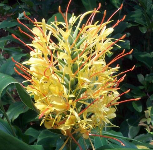 Yellow Hedychium Flower Seeds – Heirloom, Non-GMO, High Germination Seeds