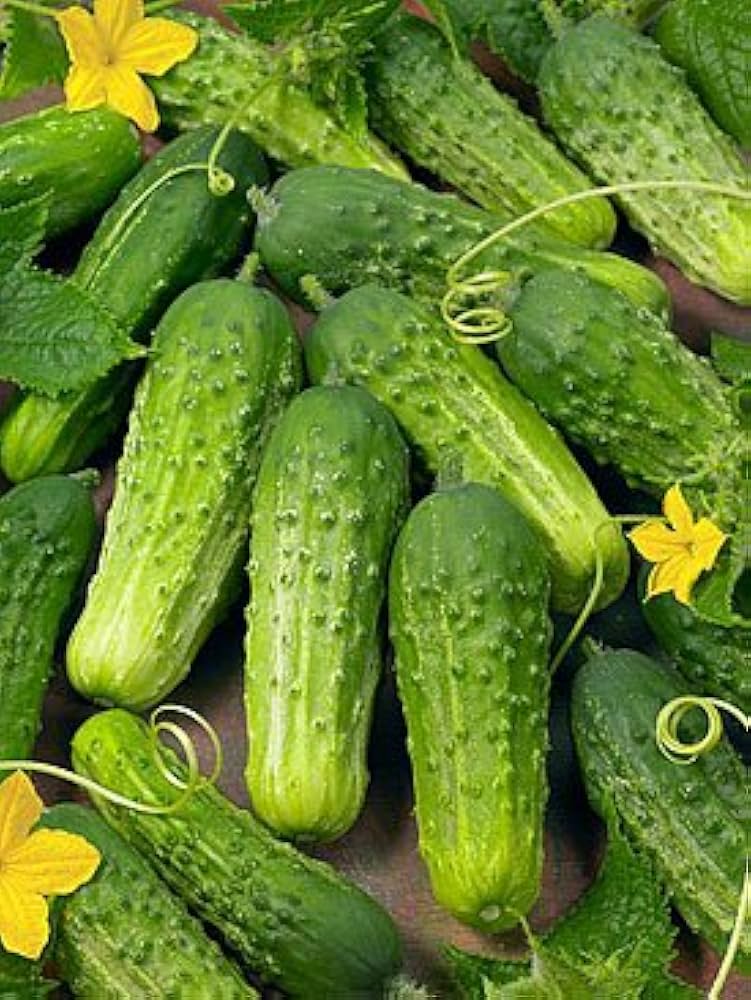 boston pickling flower seeds