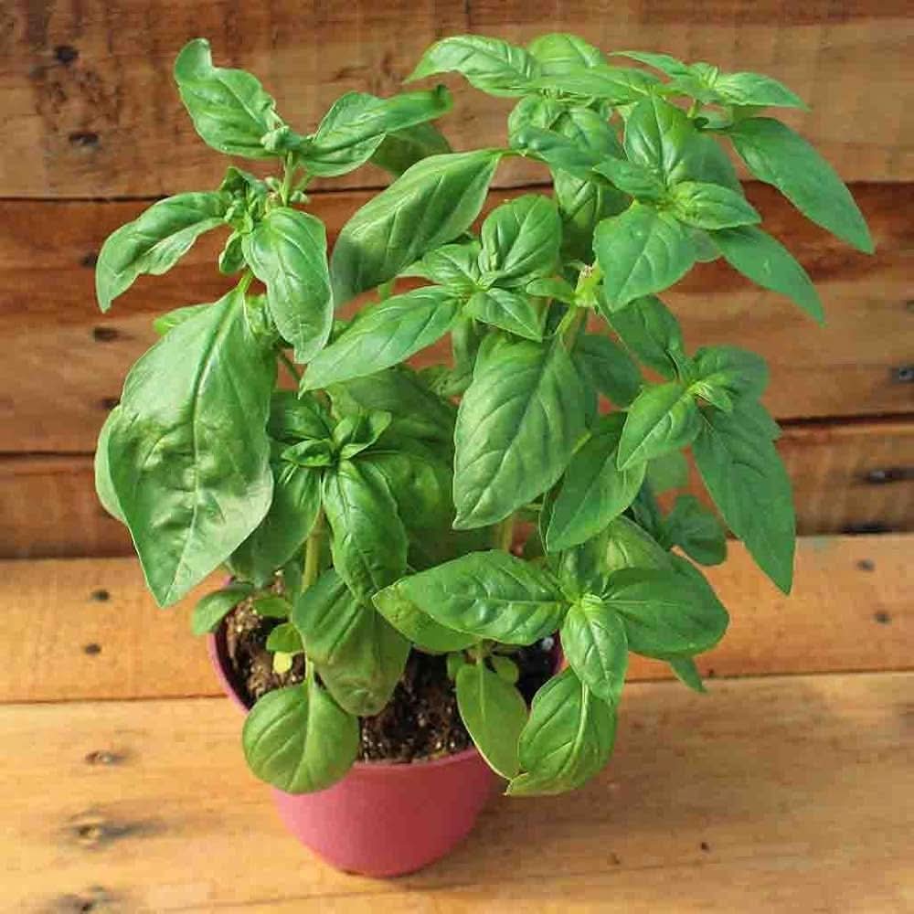 Basil Ocimum herb seeds