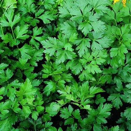 Parsley Plant Seeds Green Heirloom Non-GMO High Germination Organic Garden Seeds for Planting