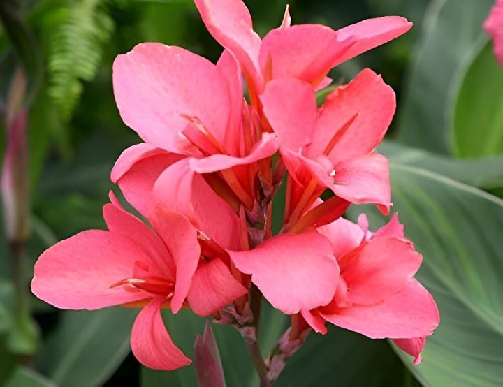 Pink Canna Lily Flower Seeds – Heirloom, Non-GMO, High Germination Organic Garden Seeds