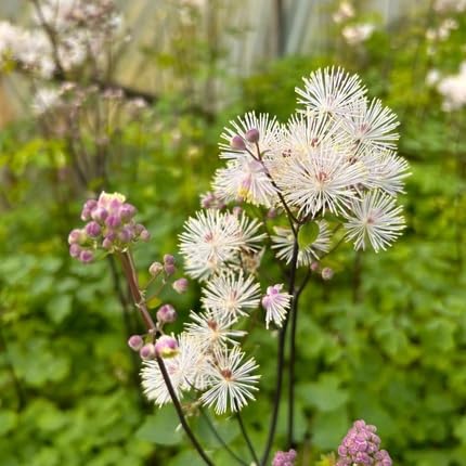 Thalictrum Flower Seeds Heirloom Non-GMO High Germination Organic Garden Seeds for Planting