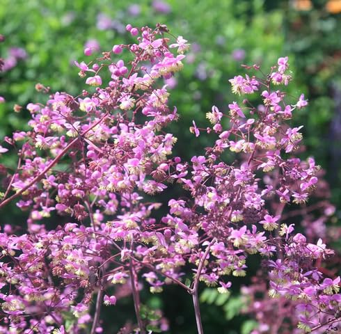 Pink Rochebrunianum Flower Seeds Heirloom Non-GMO High Germination Organic Garden Seeds for Planting