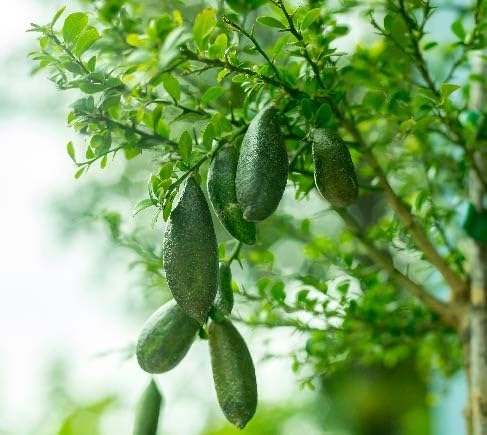 Green Finger Lime Seeds – Heirloom, Non-GMO, High Germination Organic Garden Seeds