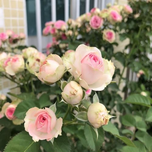Light Pink Rose Flower Seeds for Planting – Heirloom Non-GMO High Germination Organic Garden Seeds