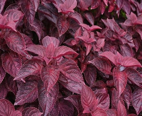 Perilla Red Leaf Shiso Herb Plant Seeds Heirloom Non-GMO High Germination Organic Garden Seeds for Planting