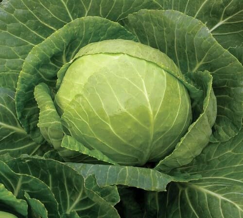Green Cabbage Seeds – Heirloom, Non-GMO, High Germination Organic Garden Seeds Planting