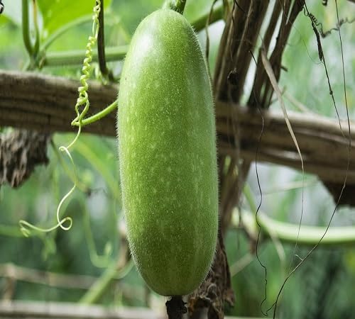 Ash Gourd Seeds – Heirloom, Non-GMO, High Germination Organic Garden Seeds Planting