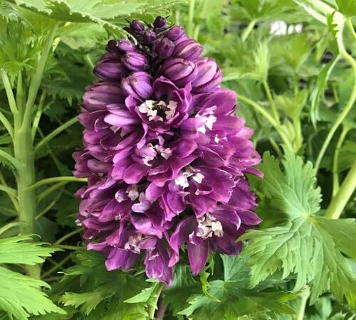 Purple Phalaenopsis Flower Seeds Heirloom Non-GMO High Germination Organic Garden Seeds for Planting