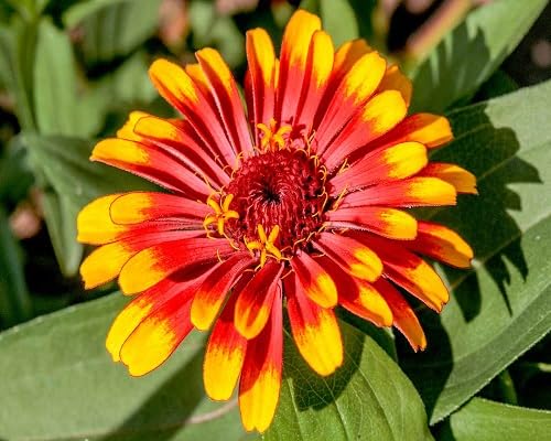 Red Yellow Zinnia Flower Seeds – Heirloom Non-GMO High Germination Organic Garden Seeds