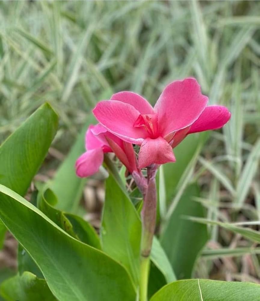 Pink Canna Lily Flower Seeds – Heirloom, Non-GMO, High Germination Organic Garden Seeds