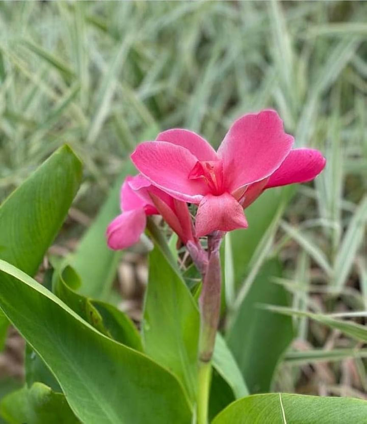 Pink Canna Lily Flower Seeds – Heirloom, Non-GMO, High Germination Organic Garden Seeds