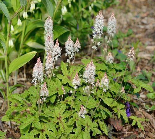 White Tiarella Flower Seeds Heirloom Non-GMO High Germination Organic Garden Seeds for Planting