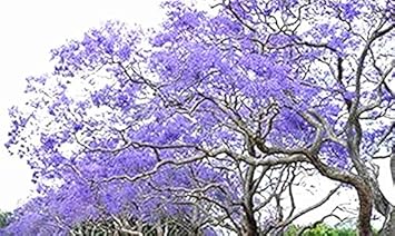 bluejacarandaflowerheirloomnongmo flower seeds