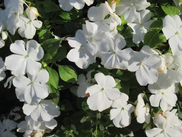 white impatiens flower heirloom non-gmo seeds