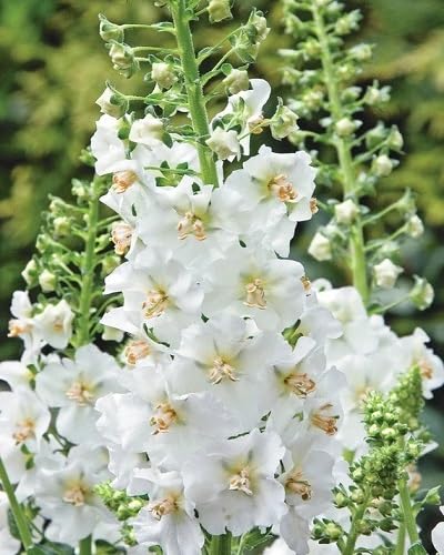 Verbascum Flower Seeds for Planting – Heirloom, Non-GMO, High Germination
