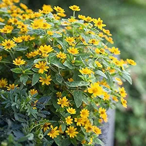 melampodium paludosum flower seeds