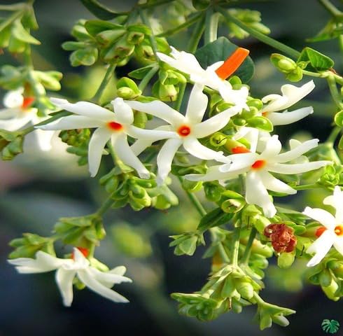 white harsingar flower seeds