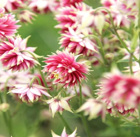 Pink Aquilegia Flower Seeds – Heirloom, Non-GMO, High Germination Organic Garden Seeds for Planting