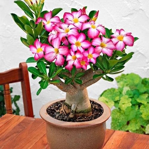 Pink White Adenium Obesum Flower Seeds – Heirloom Non-GMO High Germination Organic Garden Seeds