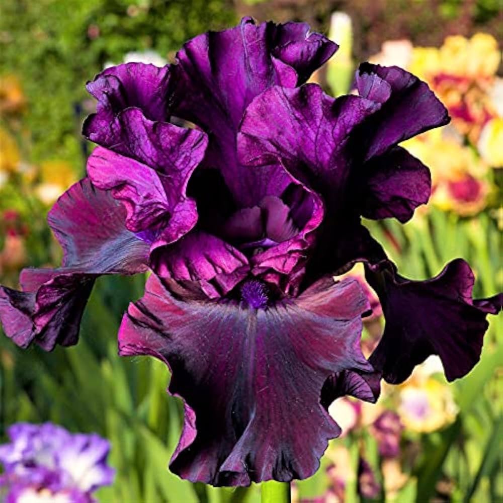 bearded iris flower seeds