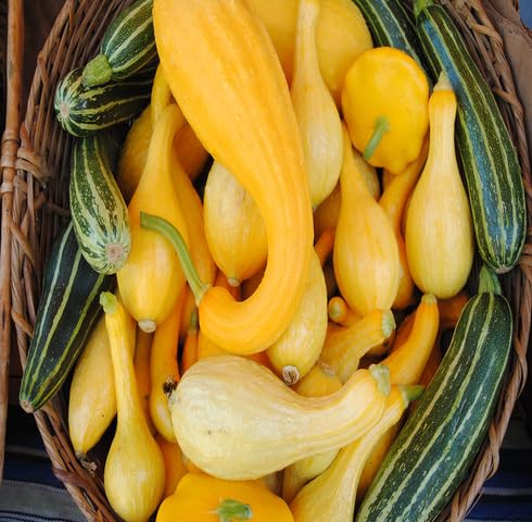 Kürbis-Samen-Mischung – Alte Sorte, gentechnikfrei, keimstarke Bio-Gartensamen zum Pflanzen