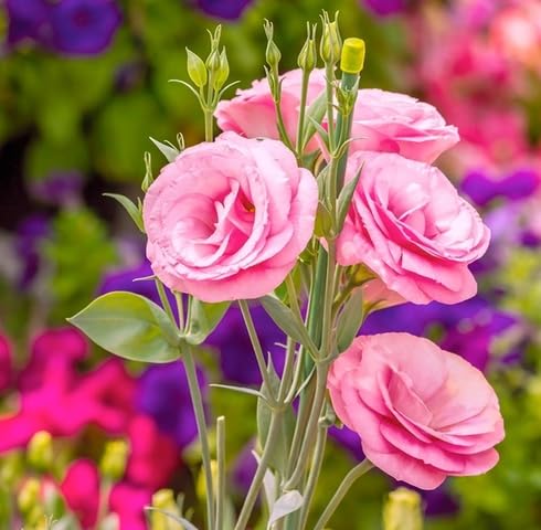 pink lisianthus flower seeds