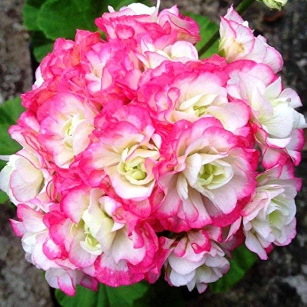 apple blossom flower seeds