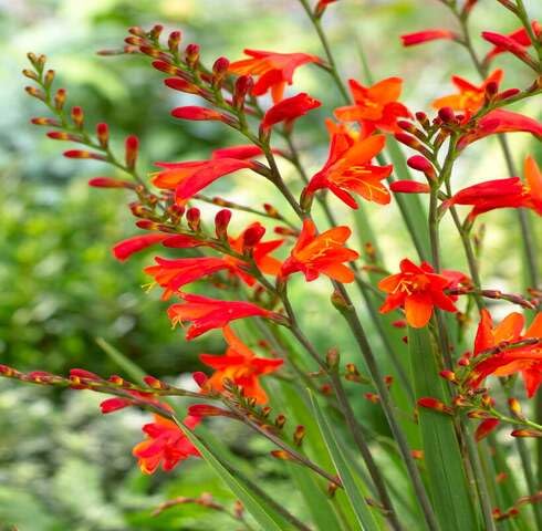 Red Crocosmia Flower Seeds for Planting – Heirloom, Non-GMO, High Germination Organic Garden Seeds