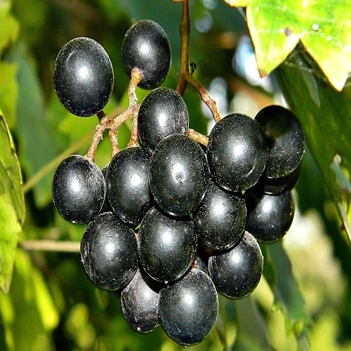 Black Muscadine Seeds Heirloom Non-GMO High Germination Organic Garden Seeds for Planting